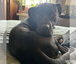 Small #22 American Pit Bull Terrier-Labrador Retriever Mix