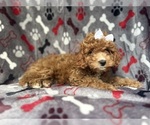 Small #5 Cavapoo