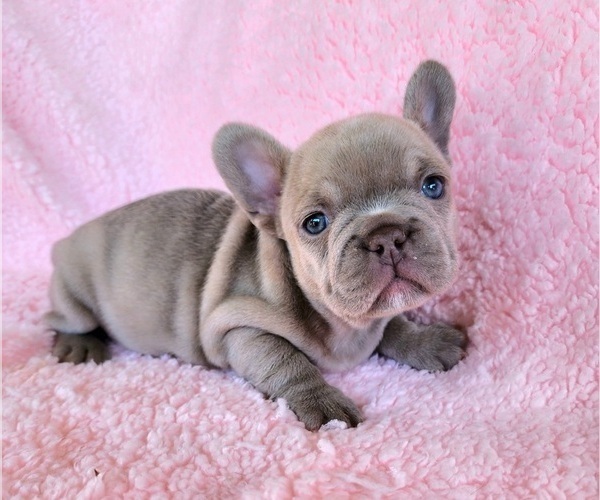 Medium Photo #12 French Bulldog Puppy For Sale in LAS VEGAS, NV, USA