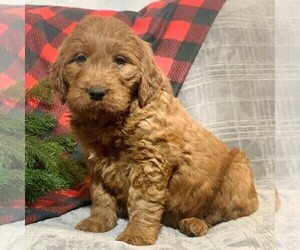 Medium Goldendoodle-Poodle (Miniature) Mix