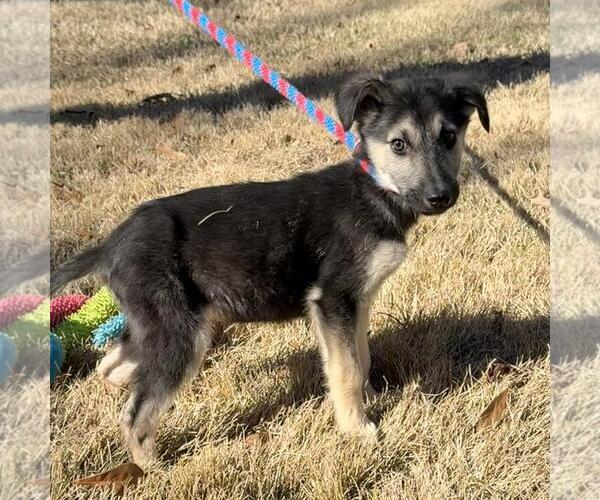 Medium Photo #3 Mutt Puppy For Sale in Yardley, PA, USA