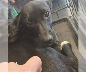 Chihuahua-Unknown Mix Dogs for adoption in Plano, TX, USA