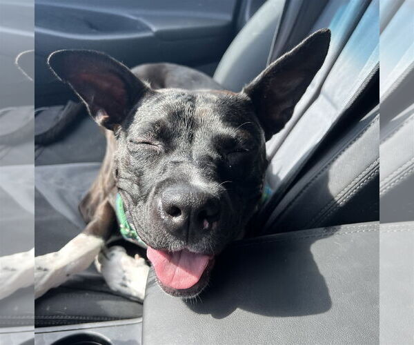 Medium Photo #23 American Pit Bull Terrier-Unknown Mix Puppy For Sale in Fargo, ND, USA