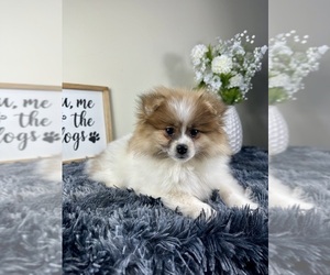 Pomeranian Puppy for sale in GREENFIELD, IN, USA