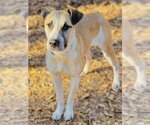 Small #1 Anatolian Shepherd-Carolina Dog Mix