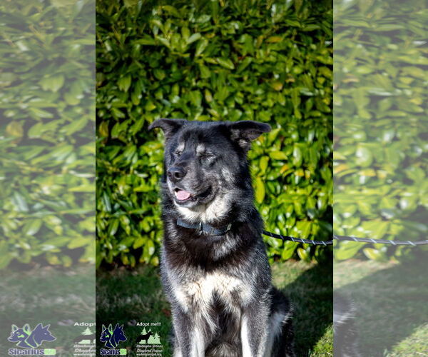 Medium Photo #3 Alaskan Malamute-Huskies  Mix Puppy For Sale in Seattle, WA, USA