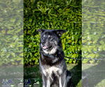 Small #2 Alaskan Malamute-Huskies  Mix
