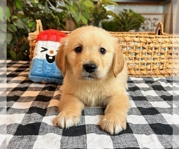 Medium Photo #1 Golden Retriever Puppy For Sale in INDIANAPOLIS, IN, USA