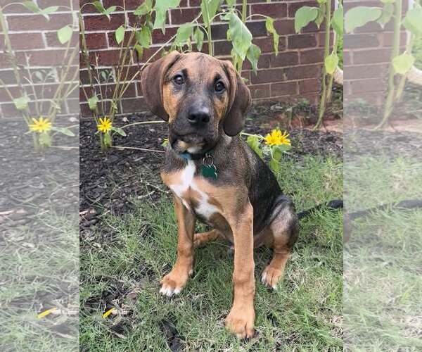 Medium Photo #8 Mutt Puppy For Sale in Greenville, SC, USA