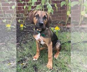 Timmy - Male Mutt Dog for Adoption - Photo #8