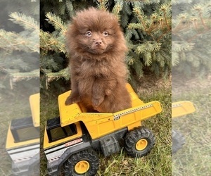 Pomeranian Puppy for sale in MIDDLEBURY, IN, USA