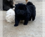 Small Photo #10 Chow Chow Puppy For Sale in LA SIERRA, CA, USA