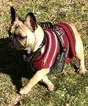 Small Photo #1 French Bulldog Puppy For Sale in FEDERAL WAY, WA, USA