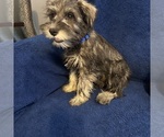 Small #15 Schnauzer (Miniature)
