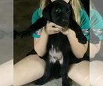 Small Photo #2 Labrador Retriever Puppy For Sale in INKSTER, MI, USA