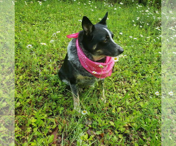 Medium Photo #3 Border Collie-Unknown Mix Puppy For Sale in Rustburg, VA, USA