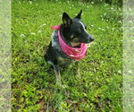 Small #2 Border Collie Mix