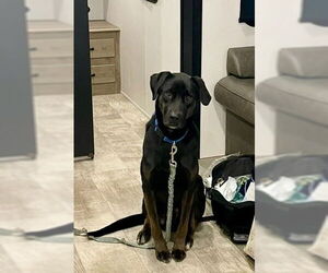 Mutt Dog for Adoption in Minneapolis, Minnesota USA