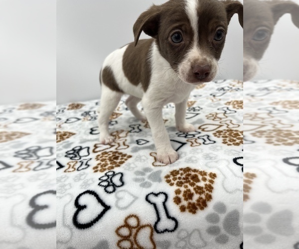 Medium Photo #10 Jack Chi Puppy For Sale in SAINT AUGUSTINE, FL, USA