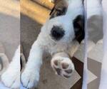 Puppy Lucy Yorkshire Terrier