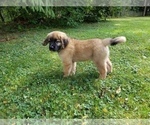 Small Photo #1 Leonberger-Saint Bernard Mix Puppy For Sale in BATH, NY, USA