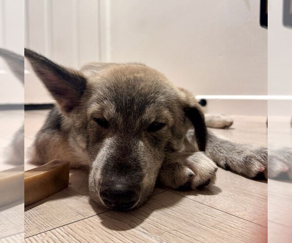 Medium Photo #2 Siberian Husky-Unknown Mix Puppy For Sale in San Juan Capistrano, CA, USA