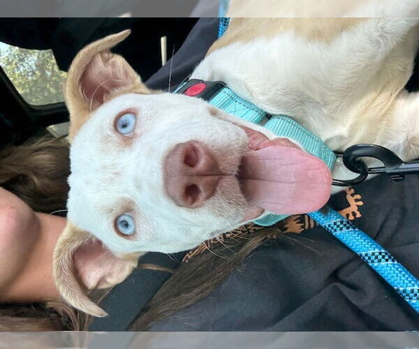Medium Photo #5 Mutt Puppy For Sale in San Juan Capistrano, CA, USA