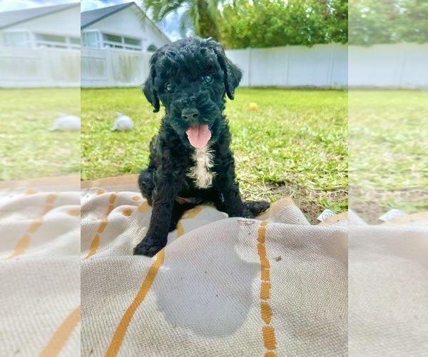 Medium Photo #1 Sheepadoodle Puppy For Sale in NEPTUNE BEACH, FL, USA