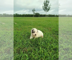Great Pyrenees Puppy for sale in SMITHVILLE, TX, USA