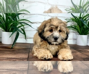 Zuchon Puppy for sale in MARIETTA, GA, USA