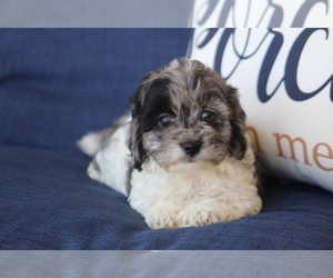 Cockapoo Puppy for sale in HUGHESVILLE, MO, USA