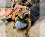 Small #4 Mountain Cur Mix