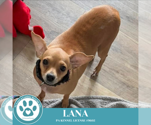 Chihuahua-Unknown Mix Dogs for adoption in Kimberton, PA, USA
