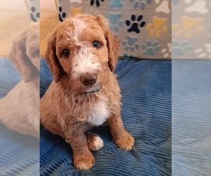 Goldendoodle Puppy for sale in MONTELLO, WI, USA