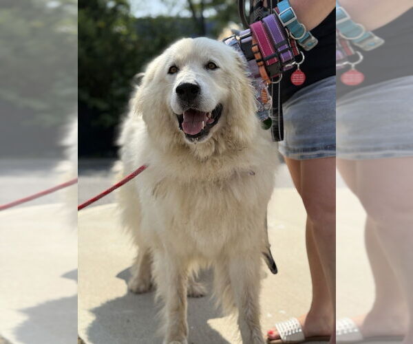 Medium Photo #3 Great Pyrenees-Unknown Mix Puppy For Sale in Brooklyn, NY, USA
