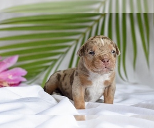 American Bully Puppy for sale in DE LEON SPRINGS, FL, USA