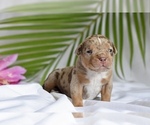Image preview for Ad Listing. Nickname: Tyson