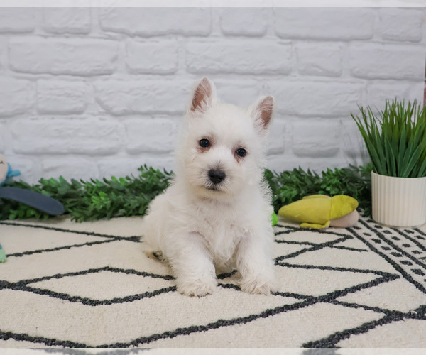 Medium Photo #9 West Highland White Terrier Puppy For Sale in SYRACUSE, IN, USA