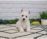 Small #8 West Highland White Terrier