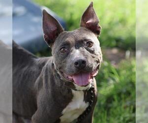 Mutt Dogs for adoption in Modesto, CA, USA