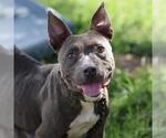 *MILLIE - Female Mutt Dog for Adoption - Small photo