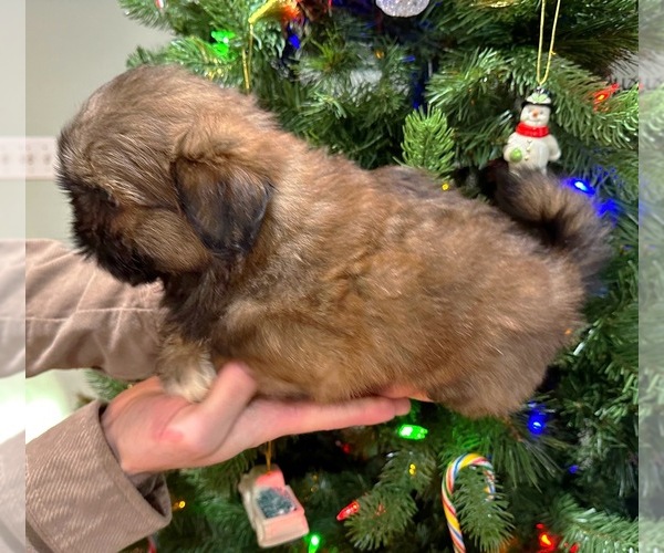 Medium Photo #4 Shih Tzu Puppy For Sale in ASHBURNHAM, MA, USA