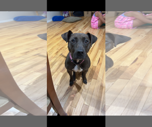 American Pit Bull Terrier-Unknown Mix Dogs for adoption in Oakhurst, NJ, USA