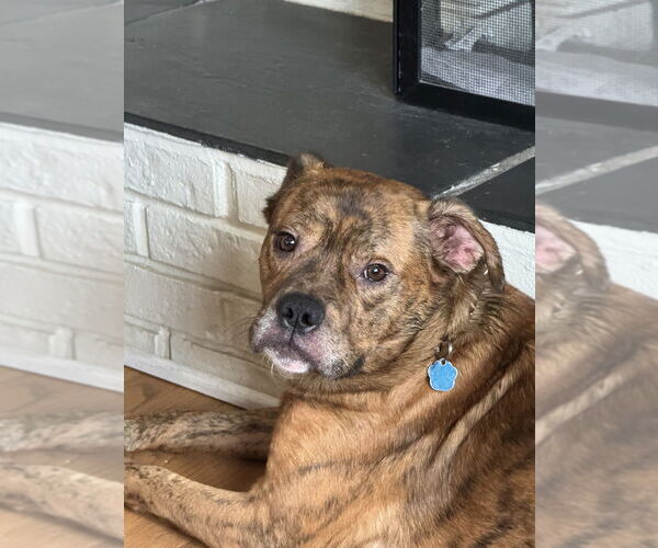 Medium Photo #9 Boxer-Unknown Mix Puppy For Sale in Mundelein, IL, USA