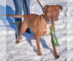 Small #3 American Staffordshire Terrier-Boxer Mix