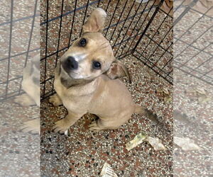 Boston Huahua Dogs for adoption in Sanford, FL, USA