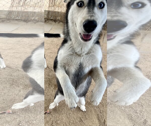 Medium Photo #3 - Mix Puppy For Sale in Lancaster, CA, USA