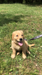 Golden Retriever Puppy for sale in COMMACK, NY, USA