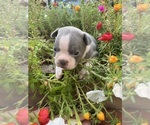 Small #5 Faux Frenchbo Bulldog