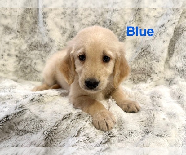 Medium Photo #4 Golden Retriever Puppy For Sale in ALEXANDER, AR, USA